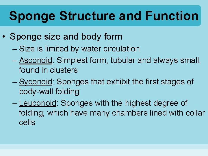 Sponge Structure and Function • Sponge size and body form – Size is limited