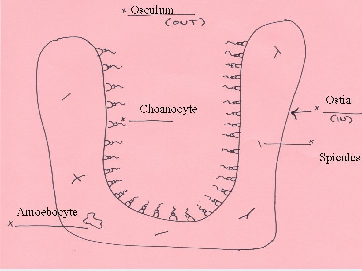 Osculum Choanocyte Ostia Spicules Amoebocyte 