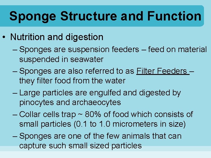 Sponge Structure and Function • Nutrition and digestion – Sponges are suspension feeders –