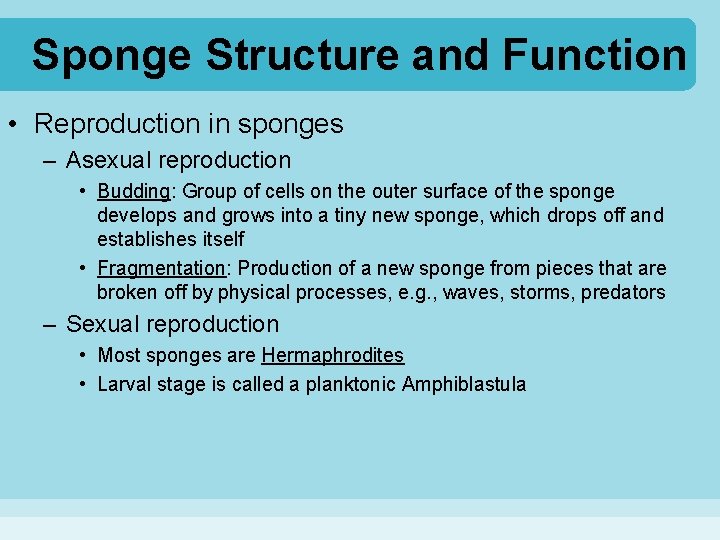 Sponge Structure and Function • Reproduction in sponges – Asexual reproduction • Budding: Group