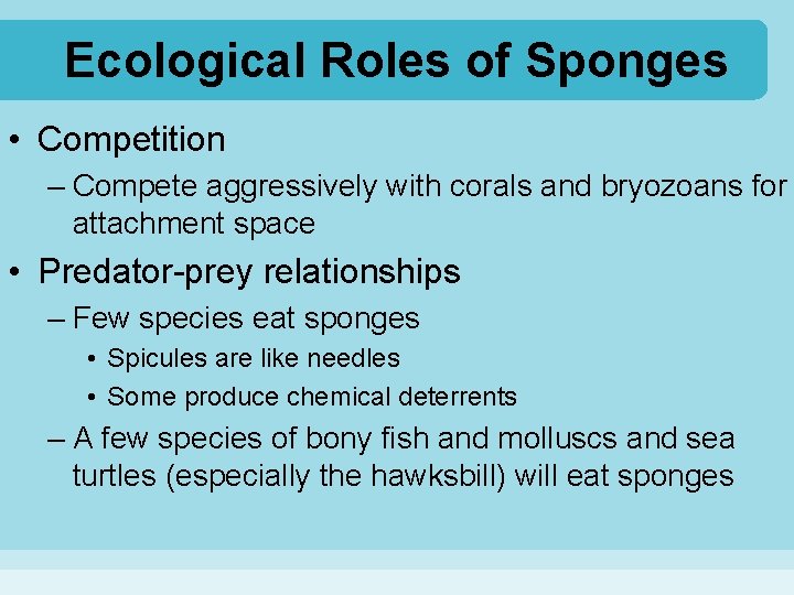 Ecological Roles of Sponges • Competition – Compete aggressively with corals and bryozoans for