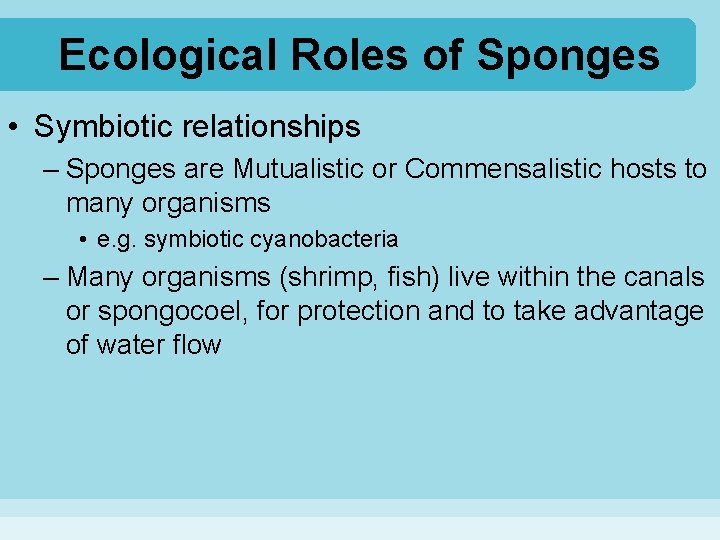 Ecological Roles of Sponges • Symbiotic relationships – Sponges are Mutualistic or Commensalistic hosts