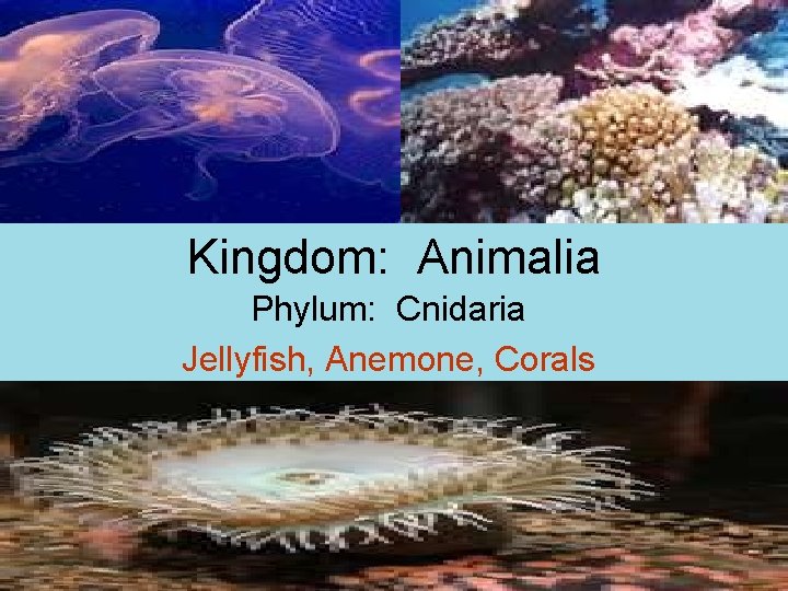 Kingdom: Animalia Phylum: Cnidaria Jellyfish, Anemone, Corals 