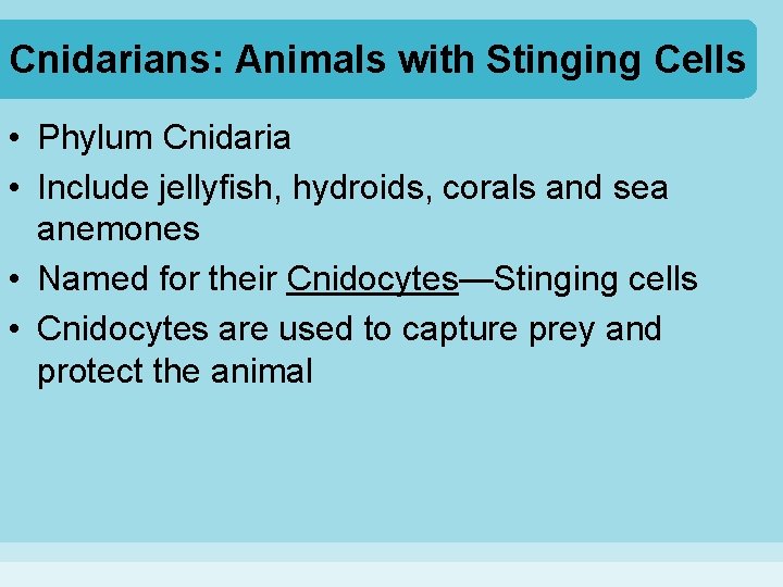 Cnidarians: Animals with Stinging Cells • Phylum Cnidaria • Include jellyfish, hydroids, corals and