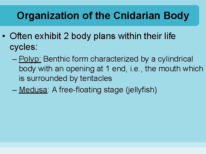Organization of the Cnidarian Body • Often exhibit 2 body plans within their life