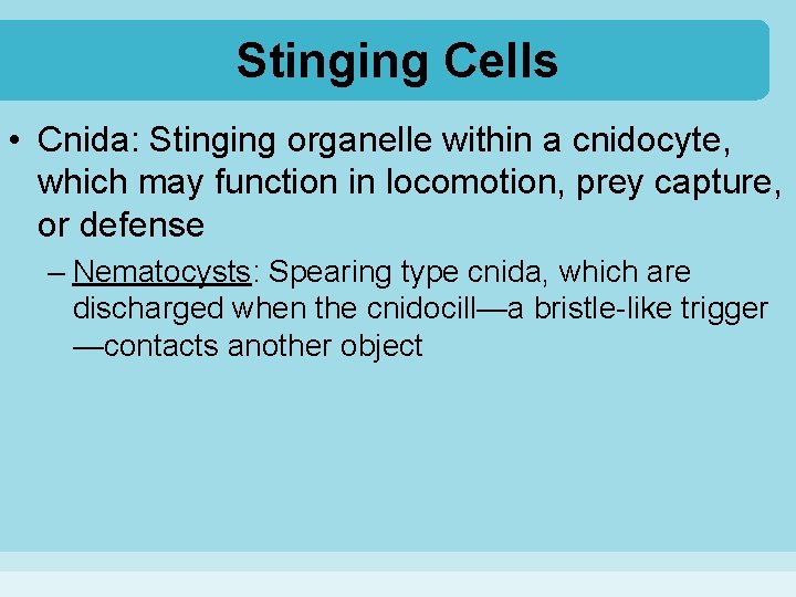 Stinging Cells • Cnida: Stinging organelle within a cnidocyte, which may function in locomotion,