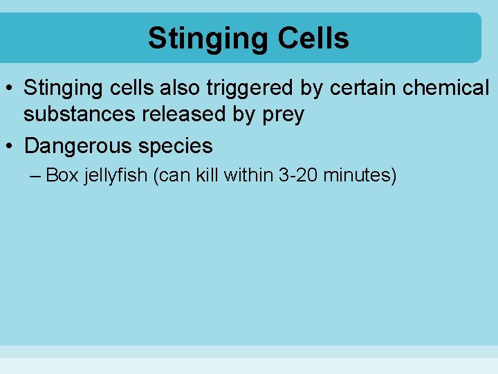 Stinging Cells • Stinging cells also triggered by certain chemical substances released by prey
