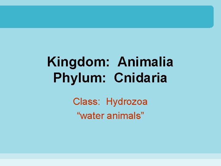 Kingdom: Animalia Phylum: Cnidaria Class: Hydrozoa “water animals” 