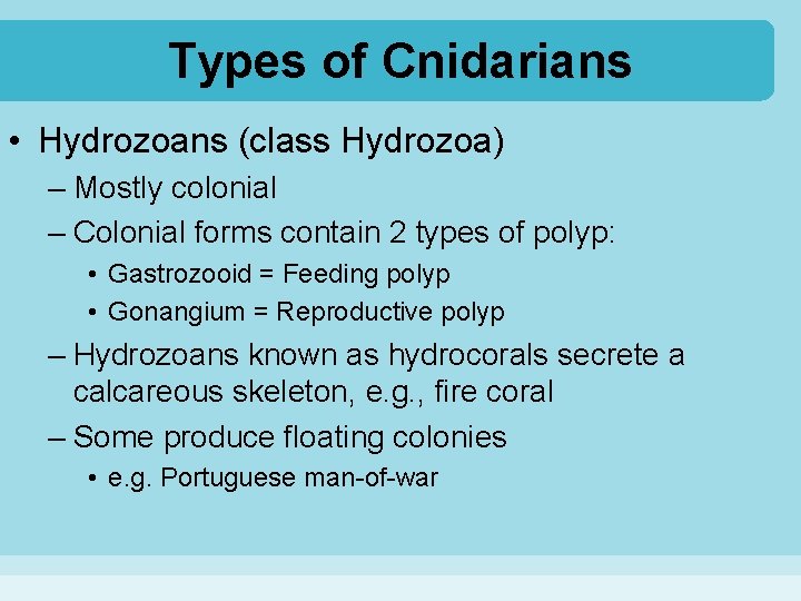 Types of Cnidarians • Hydrozoans (class Hydrozoa) – Mostly colonial – Colonial forms contain