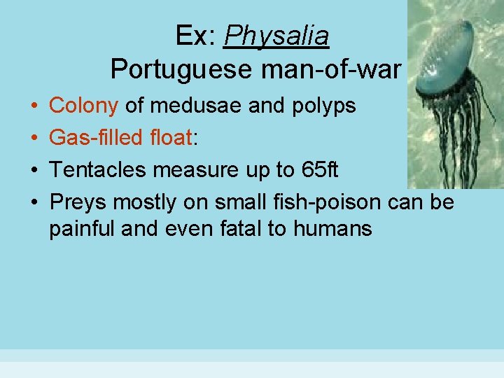 Ex: Physalia Portuguese man-of-war • • Colony of medusae and polyps Gas-filled float: Tentacles