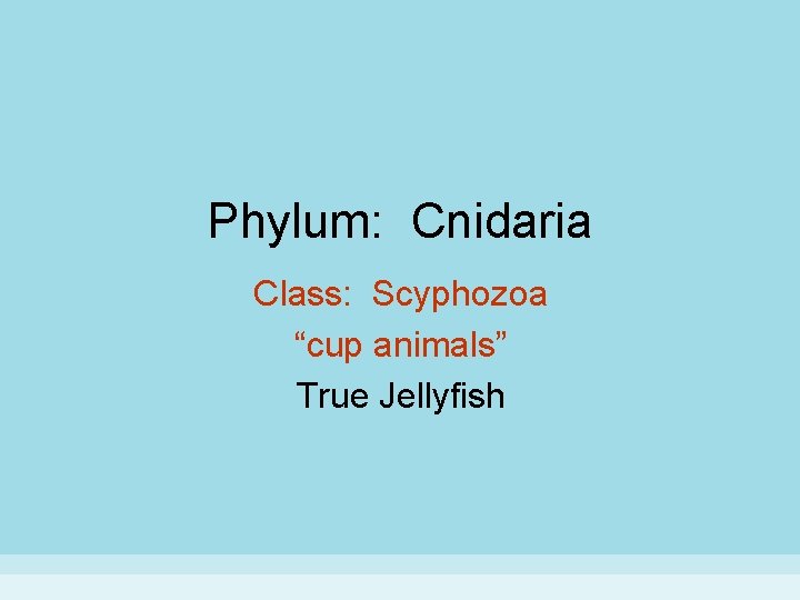 Phylum: Cnidaria Class: Scyphozoa “cup animals” True Jellyfish 