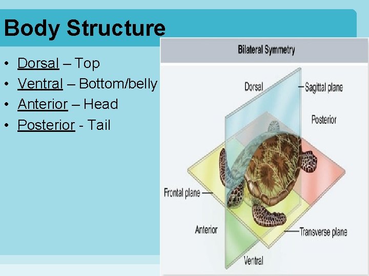 Body Structure • • Dorsal – Top Ventral – Bottom/belly Anterior – Head Posterior