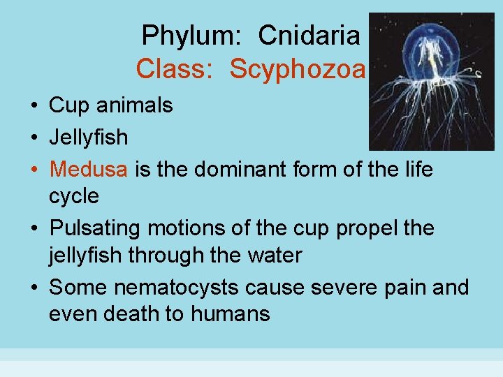 Phylum: Cnidaria Class: Scyphozoa • Cup animals • Jellyfish • Medusa is the dominant