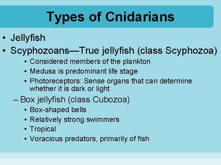 Types of Cnidarians • Jellyfish • Scyphozoans—True jellyfish (class Scyphozoa) • Considered members of