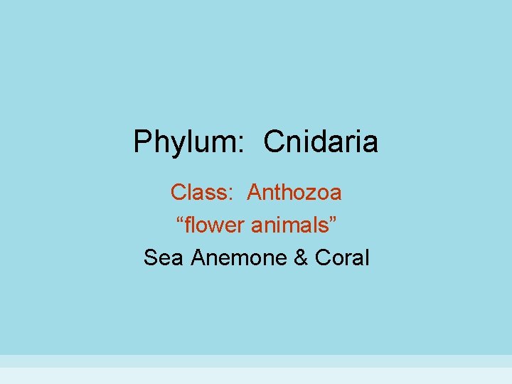 Phylum: Cnidaria Class: Anthozoa “flower animals” Sea Anemone & Coral 