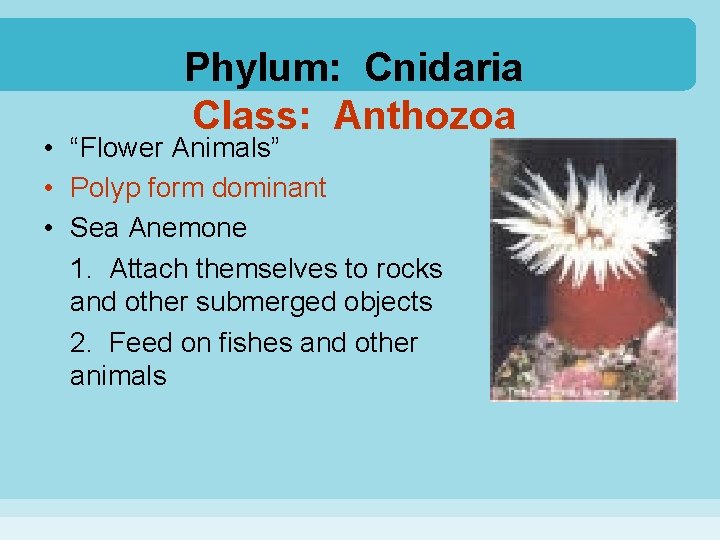 Phylum: Cnidaria Class: Anthozoa • “Flower Animals” • Polyp form dominant • Sea Anemone