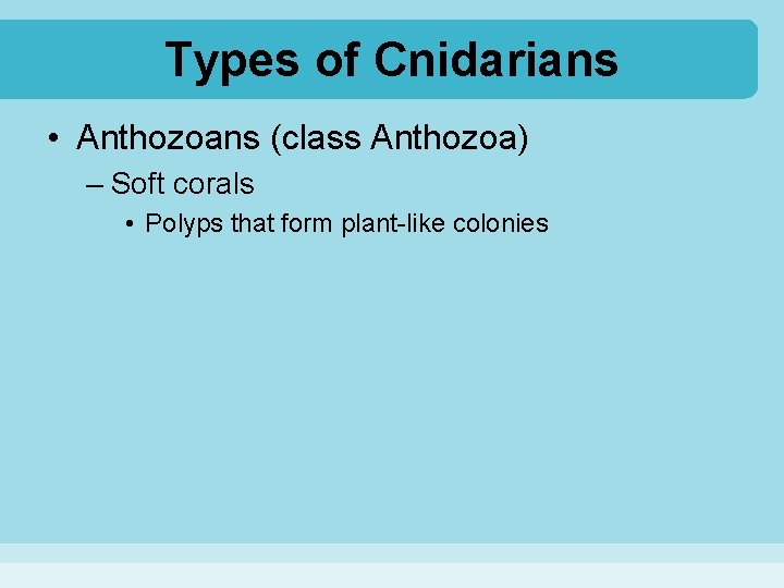 Types of Cnidarians • Anthozoans (class Anthozoa) – Soft corals • Polyps that form