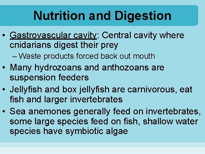 Nutrition and Digestion • Gastrovascular cavity: Central cavity where cnidarians digest their prey –