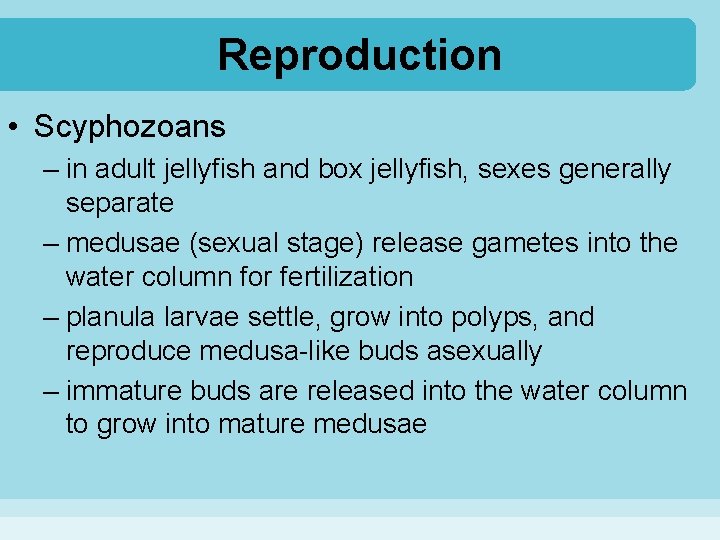 Reproduction • Scyphozoans – in adult jellyfish and box jellyfish, sexes generally separate –