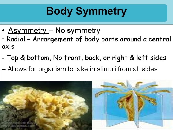 Body Symmetry • Asymmetry – No symmetry • Radial – Arrangement of body parts