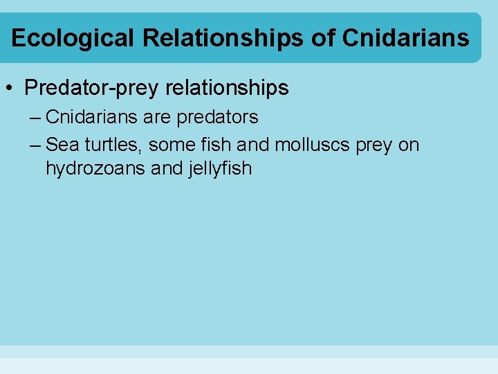 Ecological Relationships of Cnidarians • Predator-prey relationships – Cnidarians are predators – Sea turtles,