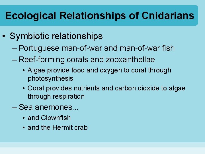 Ecological Relationships of Cnidarians • Symbiotic relationships – Portuguese man-of-war and man-of-war fish –