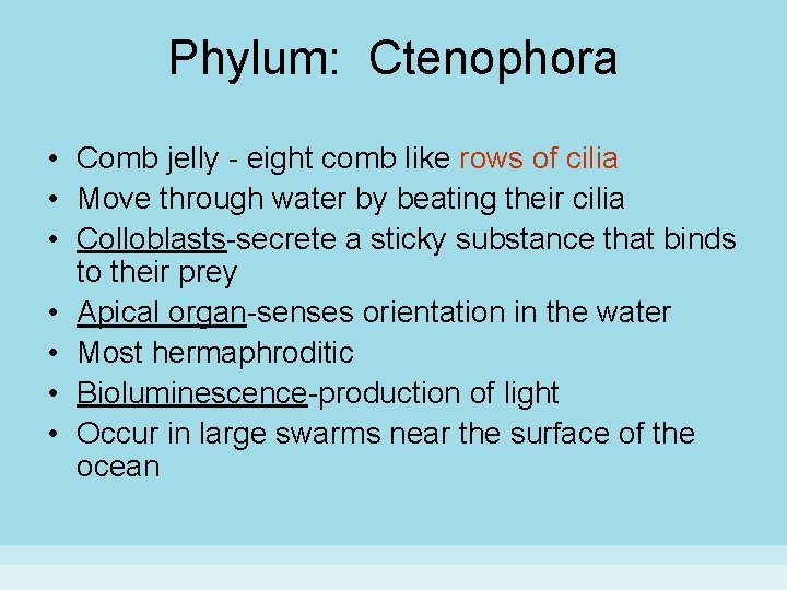 Phylum: Ctenophora • Comb jelly - eight comb like rows of cilia • Move