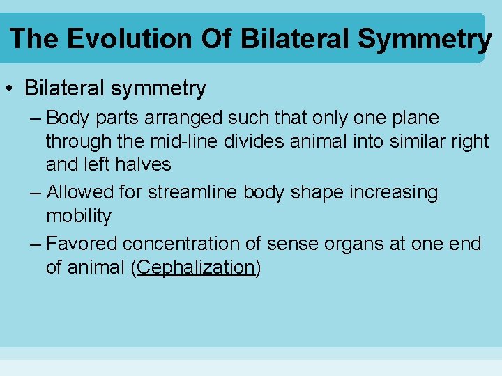 The Evolution Of Bilateral Symmetry • Bilateral symmetry – Body parts arranged such that