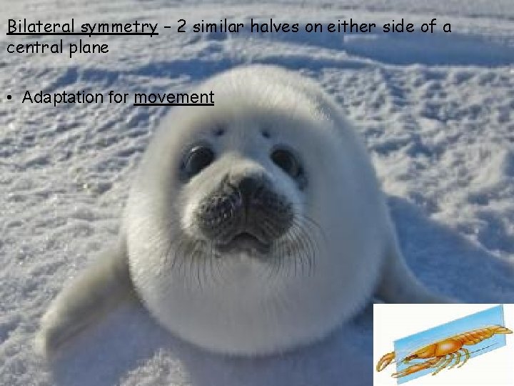 Bilateral symmetry – 2 similar halves on either side of a central plane •