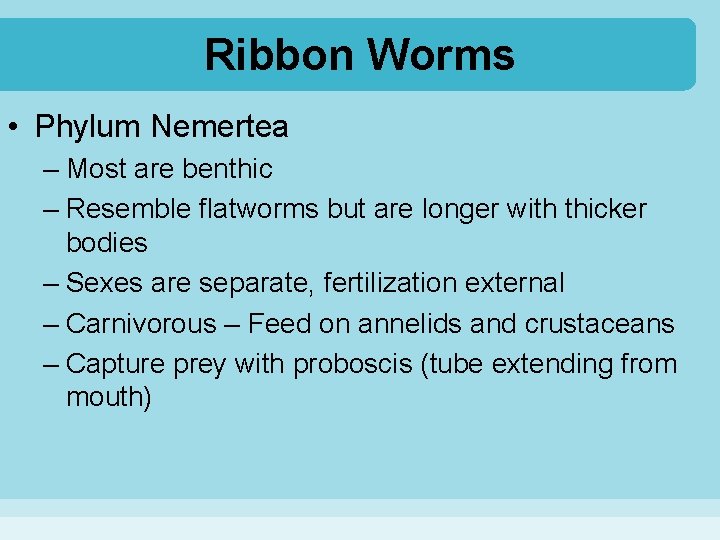 Ribbon Worms • Phylum Nemertea – Most are benthic – Resemble flatworms but are