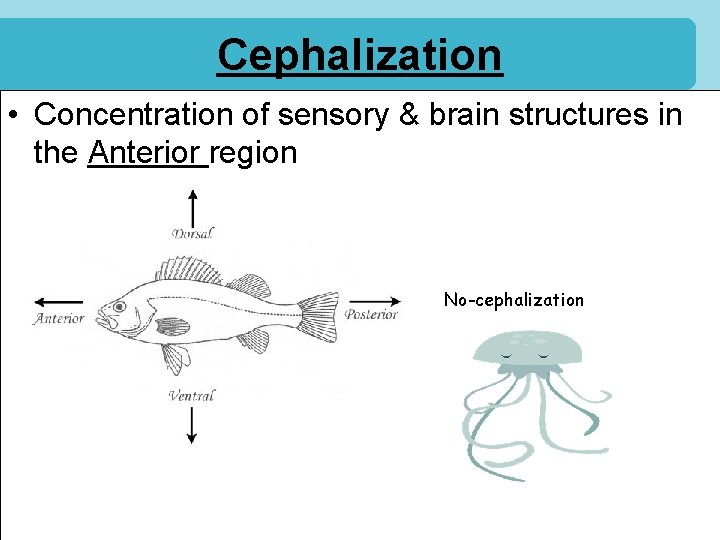 Cephalization • Concentration of sensory & brain structures in the Anterior region No-cephalization 