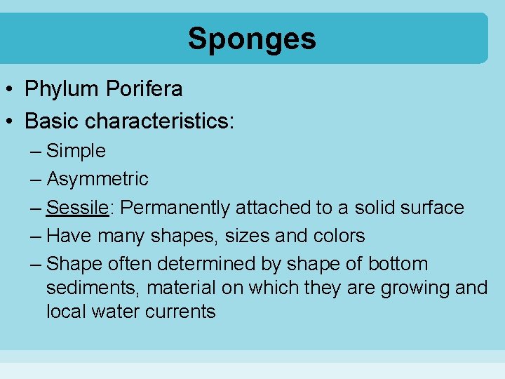 Sponges • Phylum Porifera • Basic characteristics: – Simple – Asymmetric – Sessile: Permanently