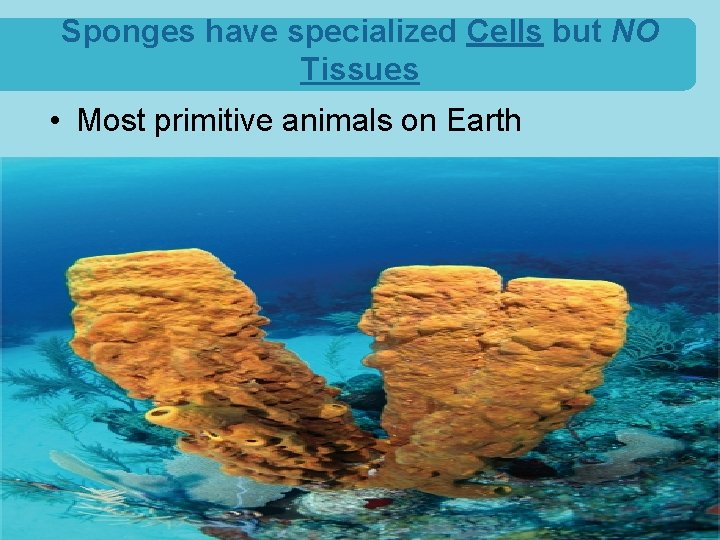 Sponges have specialized Cells but NO Tissues • Most primitive animals on Earth 