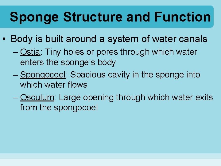 Sponge Structure and Function • Body is built around a system of water canals