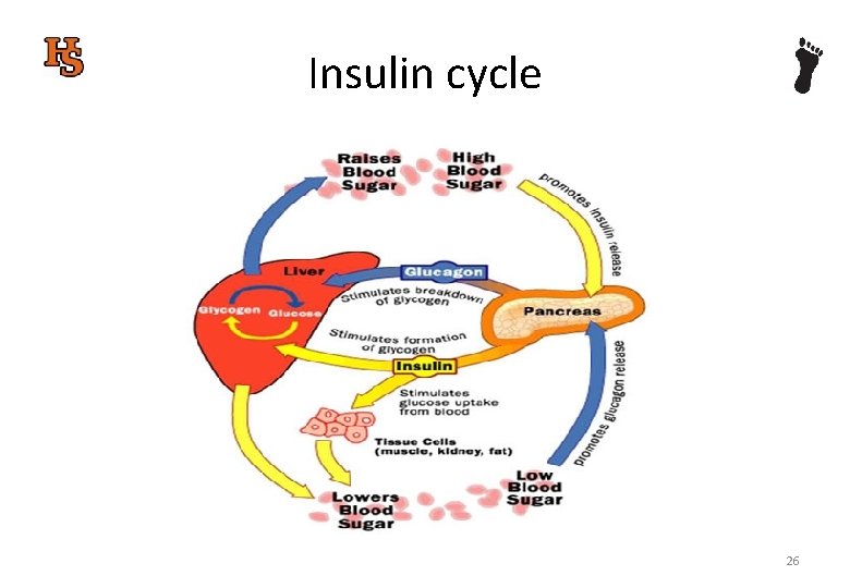 Insulin cycle 03/03/2021 26 