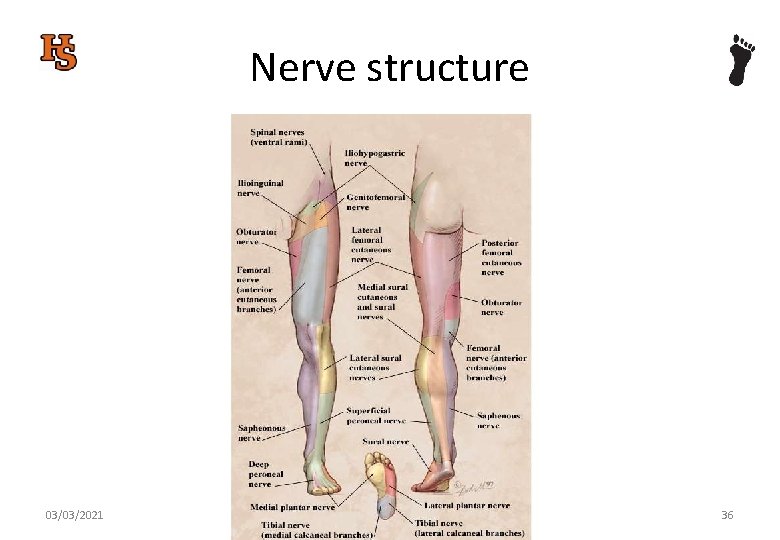 Nerve structure 03/03/2021 36 