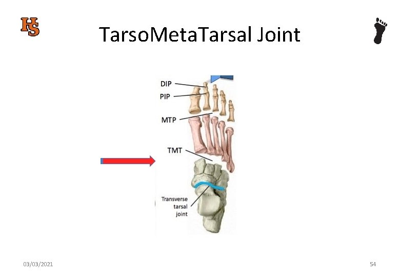 Tarso. Meta. Tarsal Joint 03/03/2021 54 