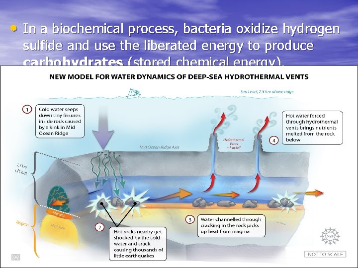  • In a biochemical process, bacteria oxidize hydrogen sulfide and use the liberated