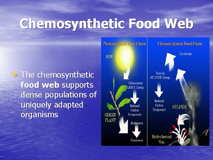 Chemosynthetic Food Web • The chemosynthetic food web supports dense populations of uniquely adapted