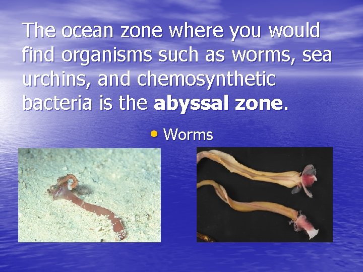 The ocean zone where you would find organisms such as worms, sea urchins, and