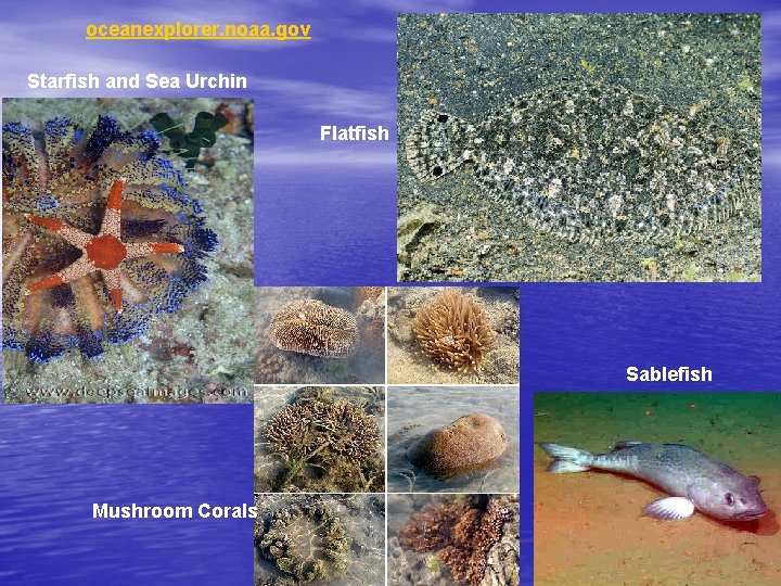 oceanexplorer. noaa. gov Starfish and Sea Urchin Flatfish Sablefish Mushroom Corals 