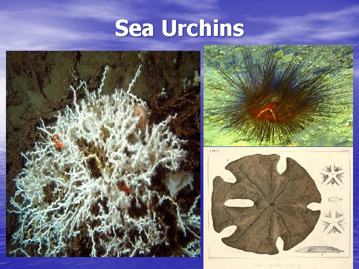 Sea Urchins 