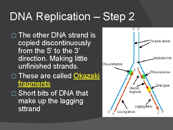 DNA Replication – Step 2 � The other DNA strand is copied discontinuously from