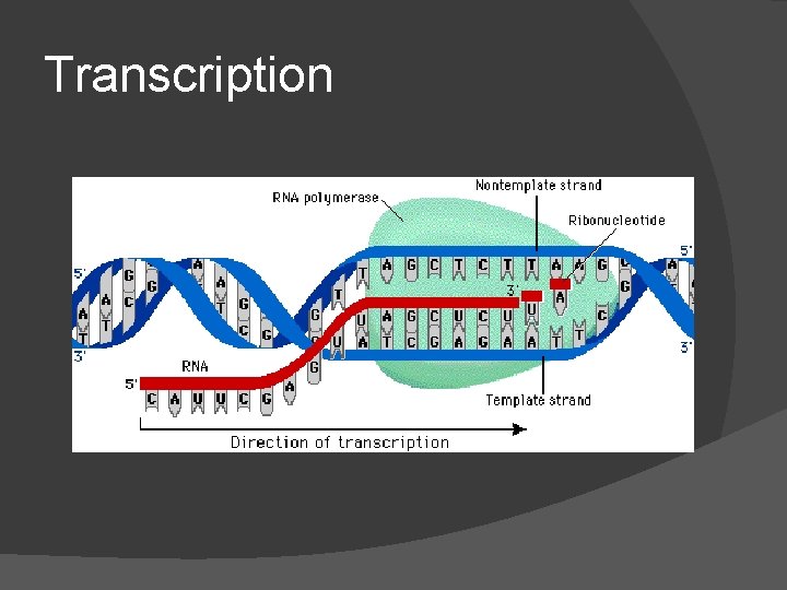 Transcription 