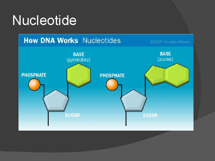 Nucleotide 