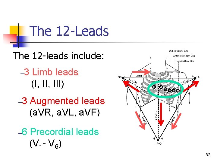 The 12 -Leads The 12 -leads include: – – – 3 Limb leads (I,