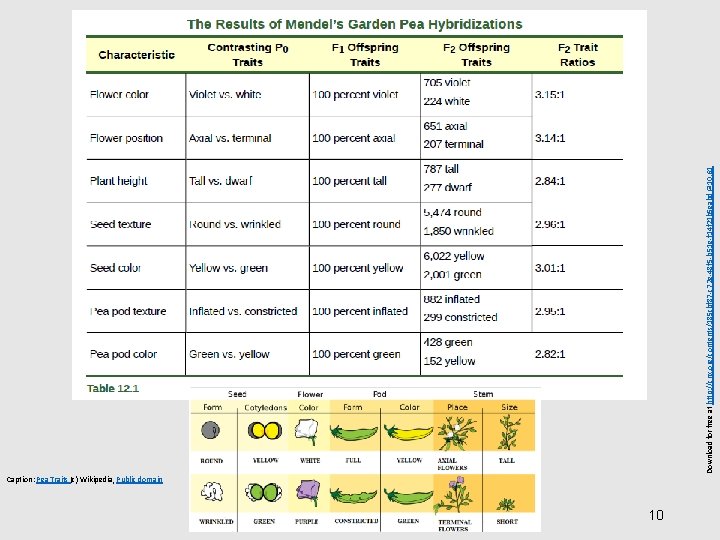 Caption: Pea Traits (c) Wikipedia, Public domain 10 Download for free at http: //cnx.
