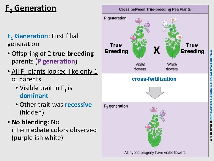 F 1 Generation: First filial generation • Offspring of 2 true-breeding parents (P generation)