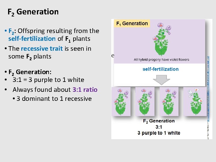 F 2 Generation • F 2: Offspring resulting from the self-fertilization of F 1