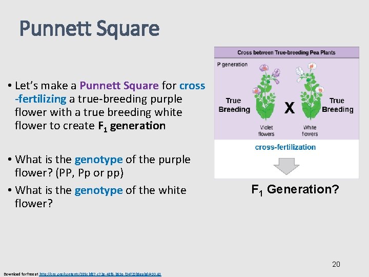 Punnett Square • Let’s make a Punnett Square for cross -fertilizing a true-breeding purple